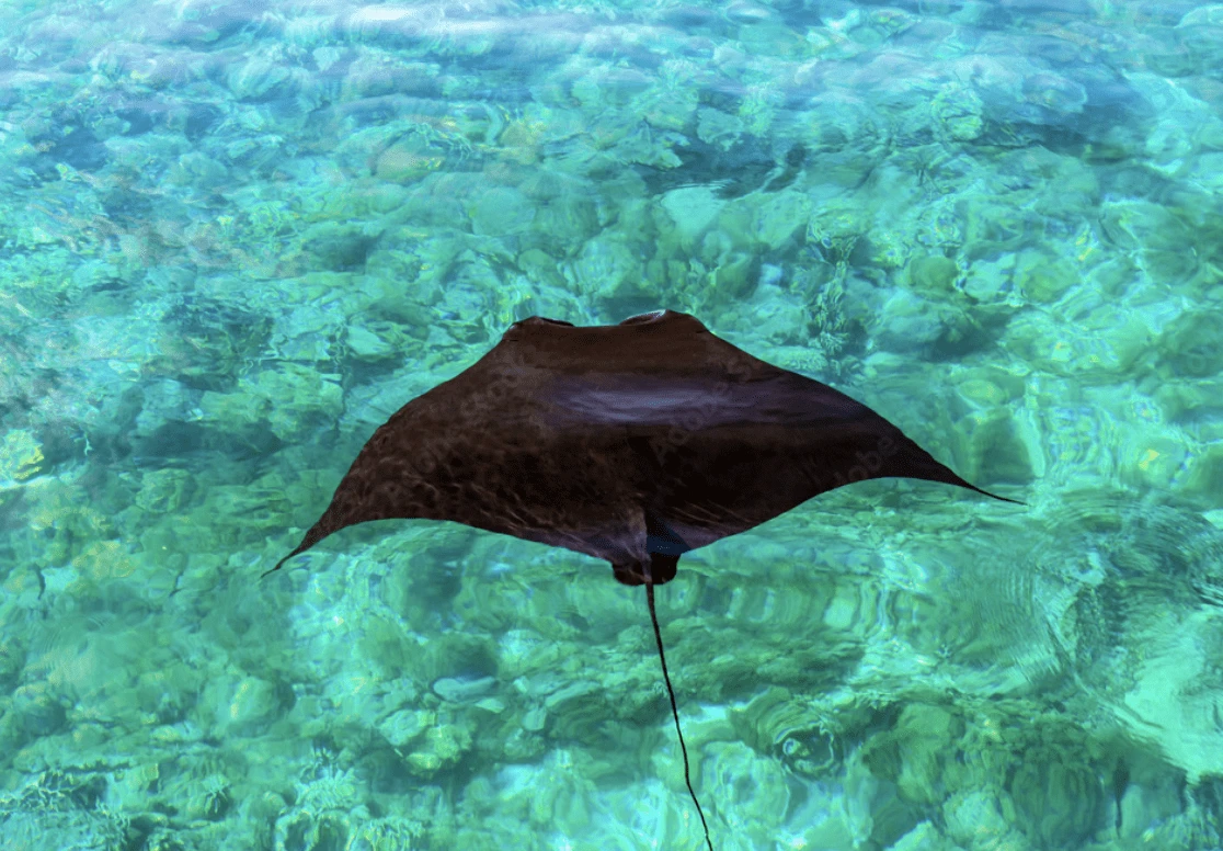 At manta point, visiting the manta rays at komodo island